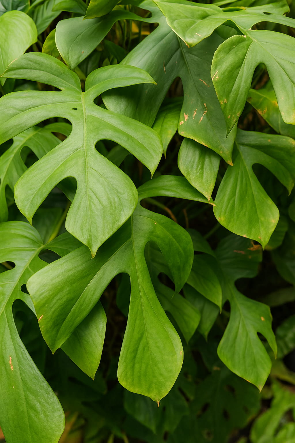 May Flowers Horticulture Installation 62